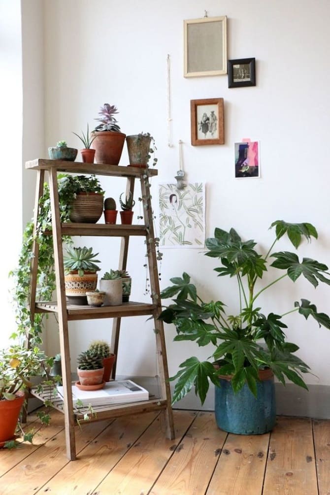 Как украсить квартиру комнатными растениями: 5 стильных идей (+ видео бонус) 10