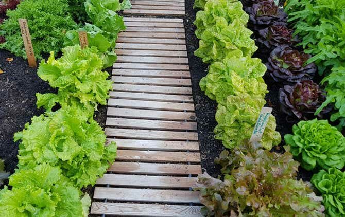 Slug Bricks – Gardening Hacks & Tips Part 13 + Bonus Video 2
