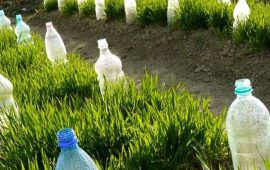 Soapy Water Pest Control – Garden Hacks & Helpful Tips Part 6 + Bonus Video