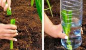 Vinegar against weeds – Gardening hacks and useful tips Part 7 + bonus video