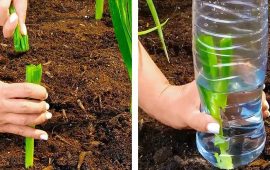 Vinegar against weeds – Gardening hacks and useful tips Part 7 + bonus video