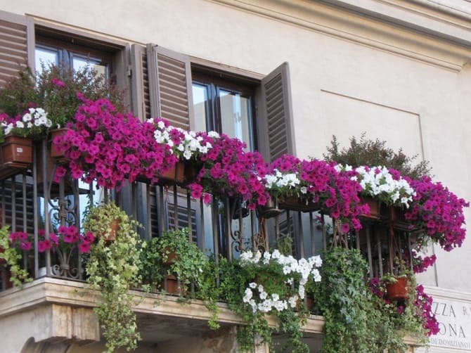 How to decorate a balcony with flowers: stylish ideas with photos (+ bonus video) 4