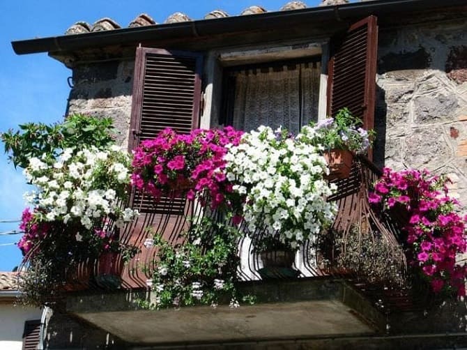 So schmücken Sie einen Balkon mit Blumen: stilvolle Ideen mit Fotos (+ Bonus-Video) 5