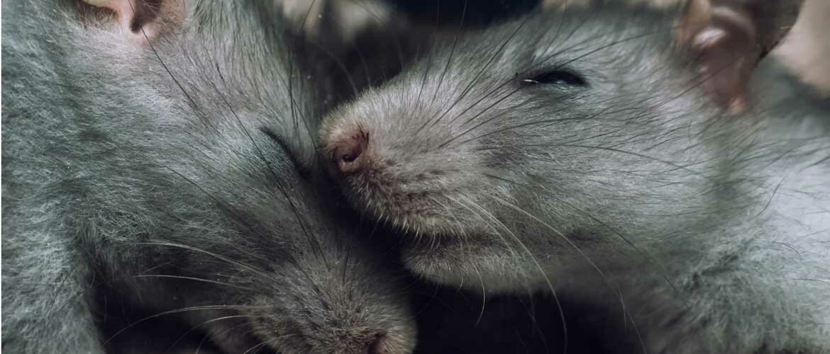Why do mice dream
