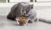 Як обрати гарний корм для котів: особливості, правила