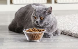 Як обрати гарний корм для котів: особливості, правила