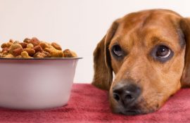 Пищевая аллергия у собак: симптомы, причины и решение