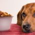 Пищевая аллергия у собак: симптомы, причины и решение
