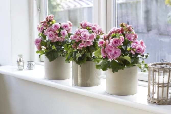 Window sill decor with indoor flowers: original ideas with photos 1
