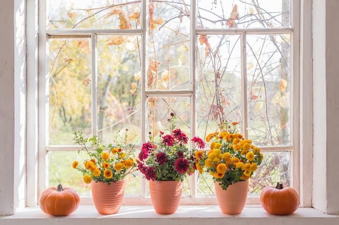 Window sill decor with indoor flowers: original ideas with photos 2