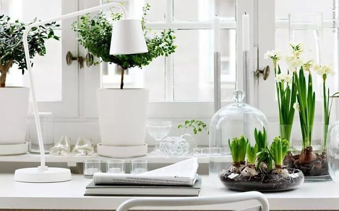 Window sill decor with indoor flowers: original ideas with photos 4