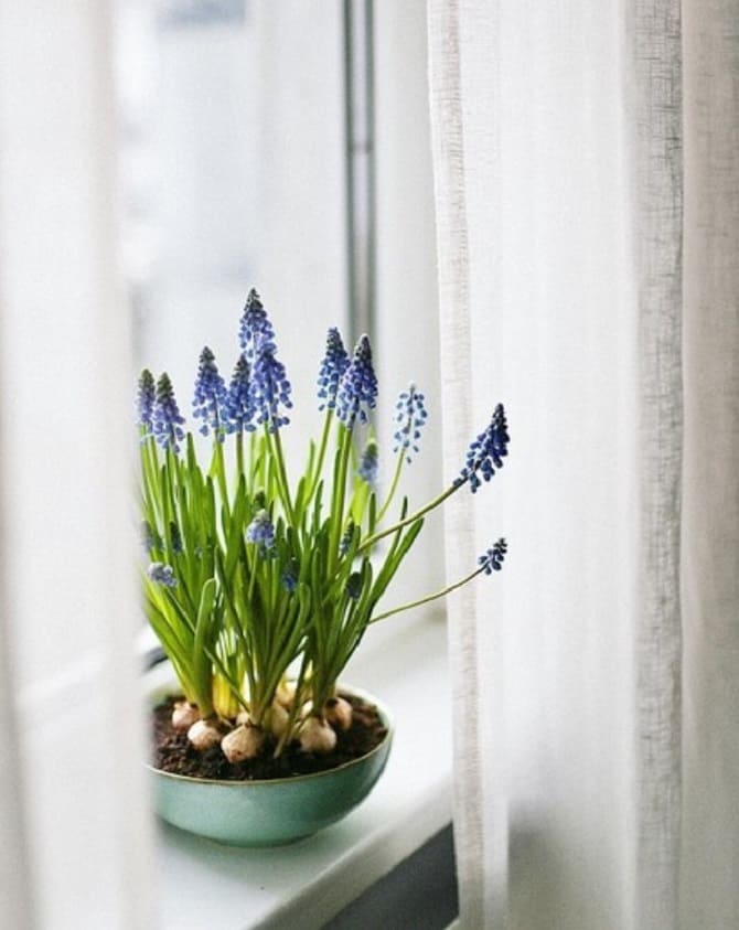 Window sill decor with indoor flowers: original ideas with photos 9