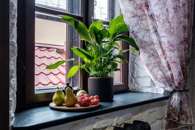Window sill decor with indoor flowers: original ideas with photos 7