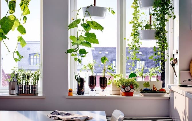 Fensterbankdekoration mit Zimmerblumen: originelle Ideen mit Fotos 10