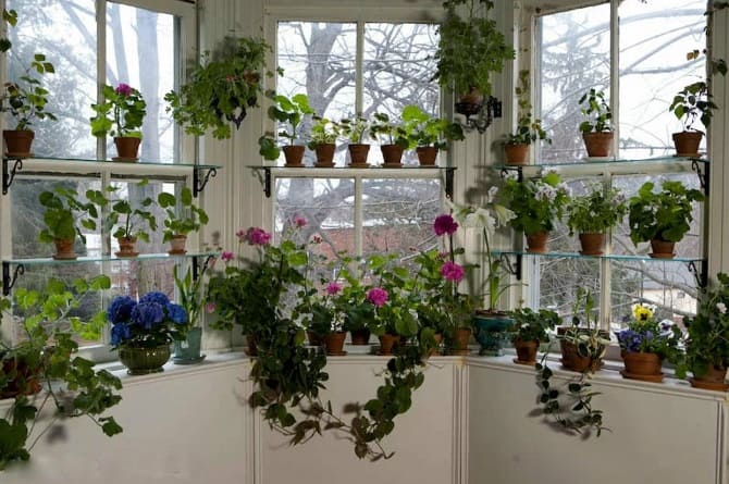 Fensterbankdekoration mit Zimmerblumen: originelle Ideen mit Fotos 11