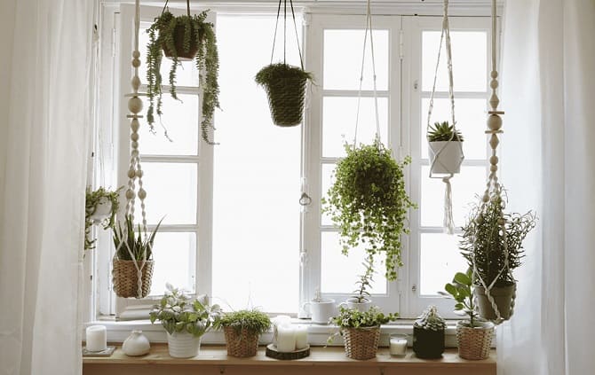 Fensterbankdekoration mit Zimmerblumen: originelle Ideen mit Fotos 12