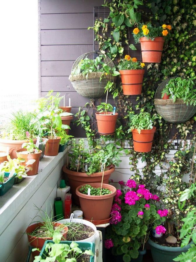 Ideen und Möglichkeiten, einen Balkon mit Pflanzgefäßen zu bepflanzen 15