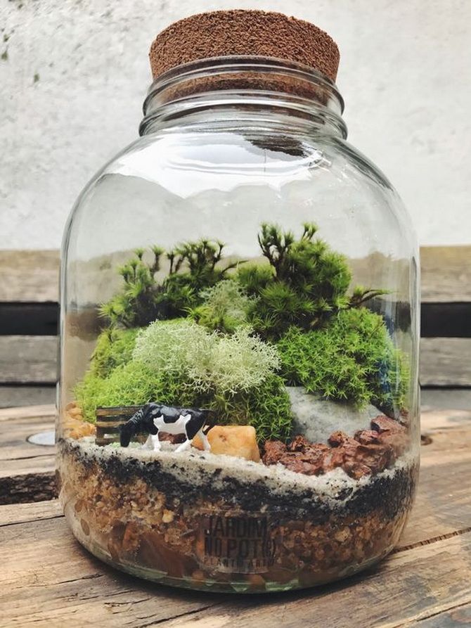 The green world in miniature: how to make a florarium with your own hands (+ bonus video) 2