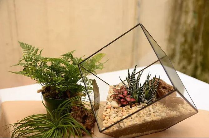 Зеленый мир в миниатюре: как сделать флорариум своими руками (+бонус-видео) 11