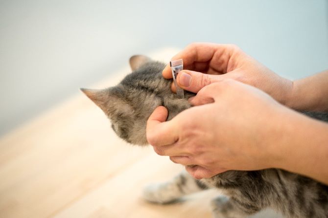 Блохи у котів: симптоми, лікування, профілактика 2