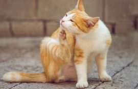 Блохи у котів: симптоми, лікування, профілактика
