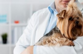 Найважливіші ліки для тварин: збереження здоров’я та добробуту ваших улюбленців
