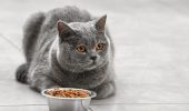 Как спланировать правильное питание для домашнего кота