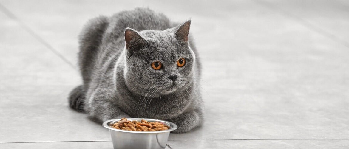 Как спланировать правильное питание для домашнего кота