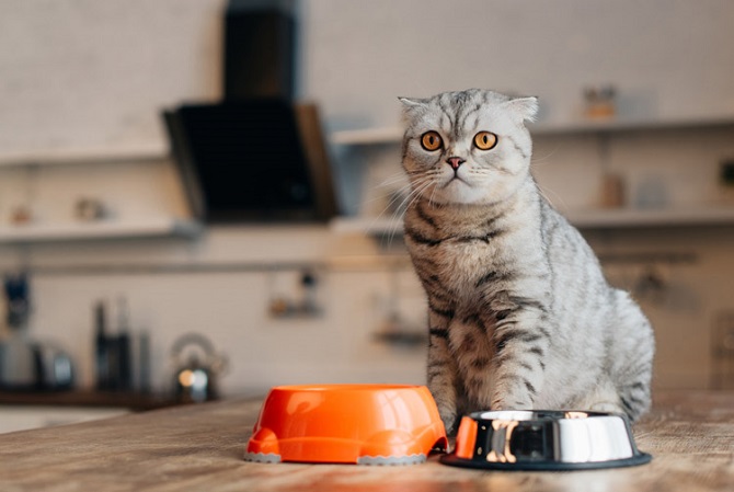 Как спланировать правильное питание для домашнего кота 1