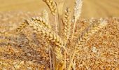 Как проверить качество зерна и каким оно должно быть