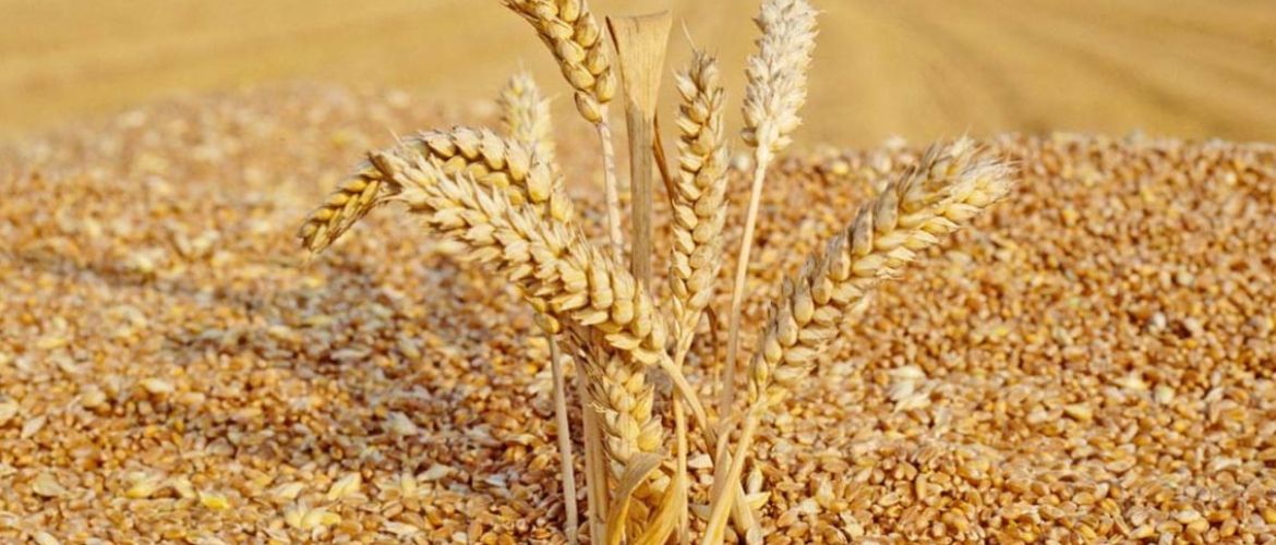 Как проверить качество зерна и каким оно должно быть
