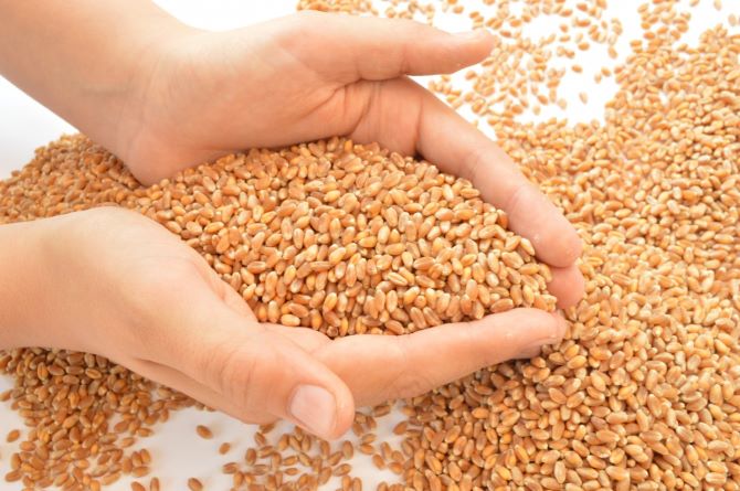 Как проверить качество зерна и каким оно должно быть 1