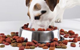 Сухие корма, консервы и лакомства для собак: путь к пониманию здорового питания
