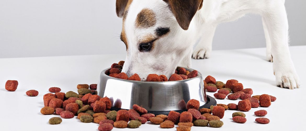Сухие корма, консервы и лакомства для собак: путь к пониманию здорового питания