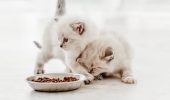 Як обрати корм для котів до року