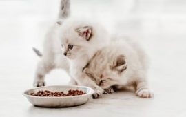 Як обрати корм для котів до року