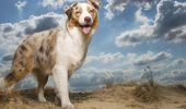 Корм для собак Carnilove: Дикий інстинкт у кожній гранулі