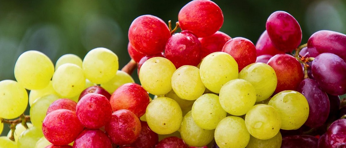 How to preserve grapes for the winter: 3 best ways