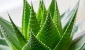 How to make homemade aloe cream and what are its benefits