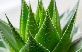 Wie man hausgemachte Aloe-Creme herstellt und welche Vorteile sie hat