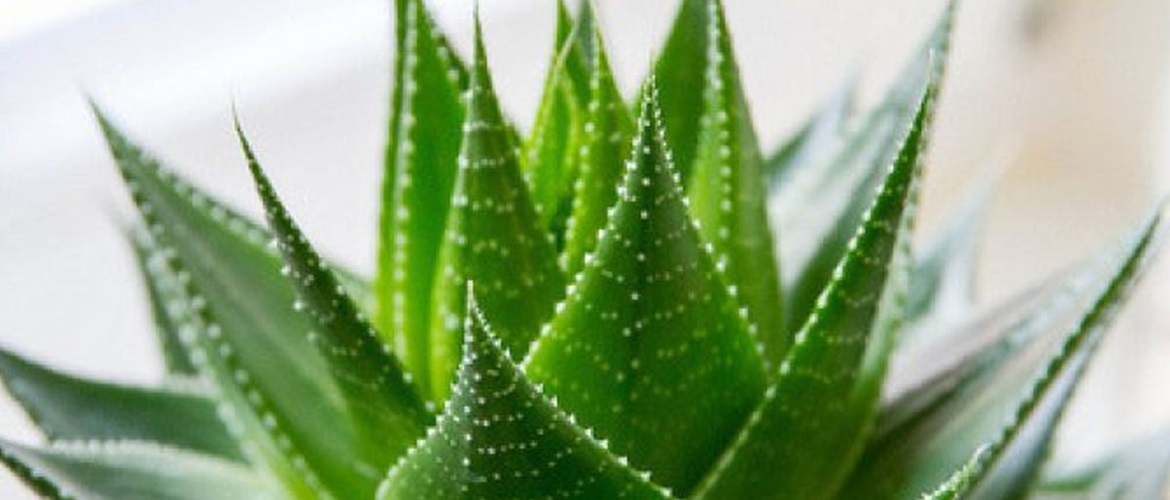 How to make homemade aloe cream and what are its benefits