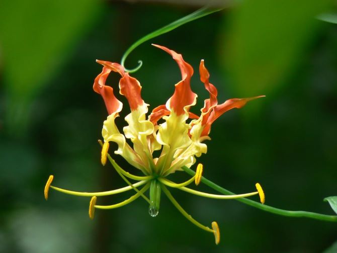 Exotic flora: the most unusual flowers on the planet 9