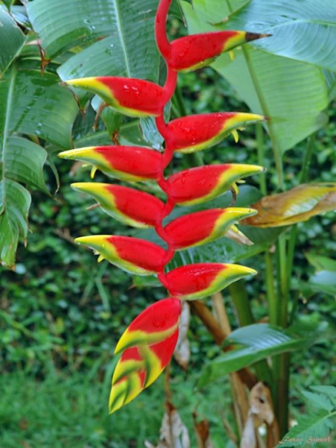 Exotic flora: the most unusual flowers on the planet 5