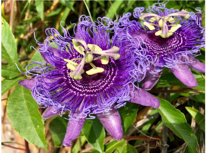 Exotic flora: the most unusual flowers on the planet 7