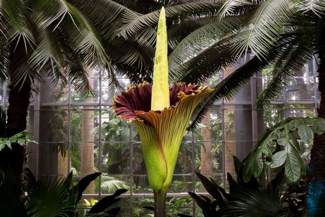 Exotic flora: the most unusual flowers on the planet 6