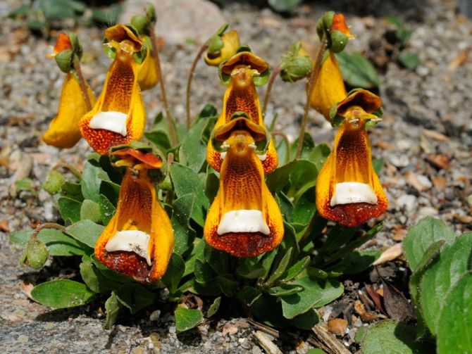 Exotic flora: the most unusual flowers on the planet 3