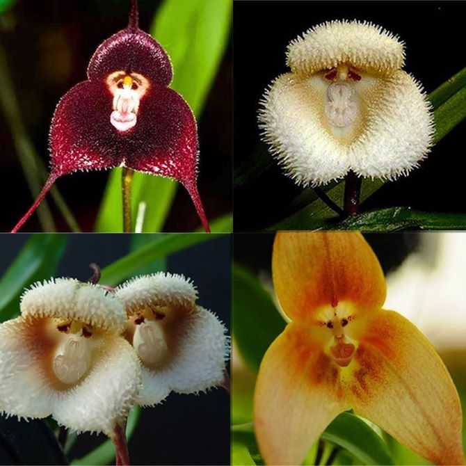 Exotic flora: the most unusual flowers on the planet 4