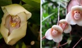 Exotic flora: the most unusual flowers on the planet