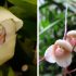 Exotic flora: the most unusual flowers on the planet