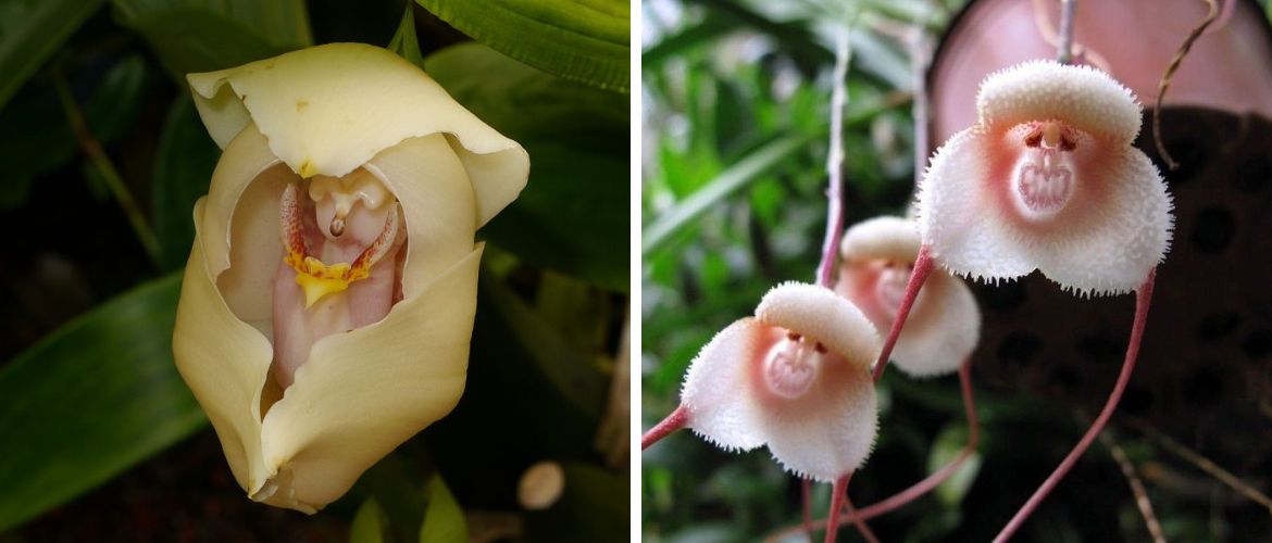 Exotic flora: the most unusual flowers on the planet